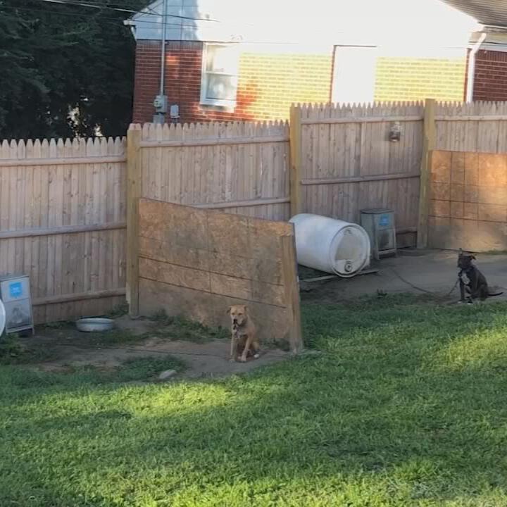 Dogs found during FBI raid in Indiy - 8.31.23 - FROM FOX59